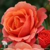 Роза кустовая Ламбада на штамбе фото 3 
