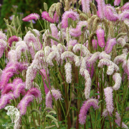 Кровохлёбка гибридная Пинк Брашес