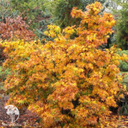 Клён пальмолистный Микава-ятсубуса