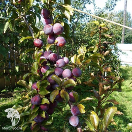 Сверхвыгодный комплект! Алыча Сувенир Востока + опылитель Алыча Найдена