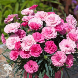 Dianthus I Love U Гвоздика Ай Лов Ю