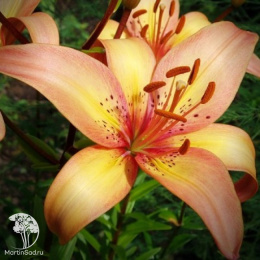 Лилия Италия