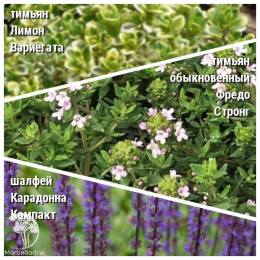 Набор для мяса тимьян Лимон Вариегата + тимьян Фредо Стронг + шалфей Карадонна Компакт