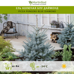 Ель колючая Блу Даймонд