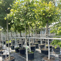 Липа мелколистная Грин Глоб на штамбе