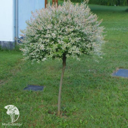 Ива цельнолистная Хакуро-Нишики на штамбе