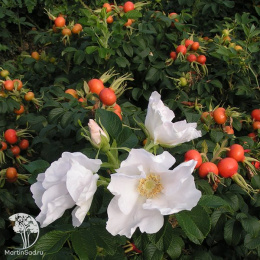 Роза ругоза Альба