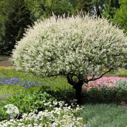 Ива цельнолистная Хакуро-Нишики