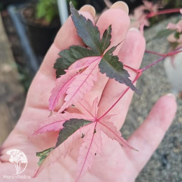 Клён веерный Асахи Зуру