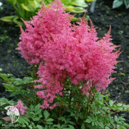 Астильба гибридная Юник Пинк