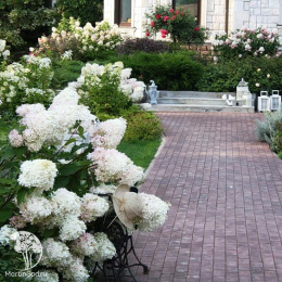 Гортензия метельчатая Сильвер доллар