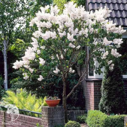 Сирень обыкновенная Мадам Лемуан на штамбе