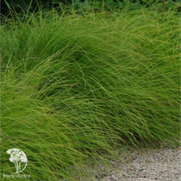 Осока гладконосая