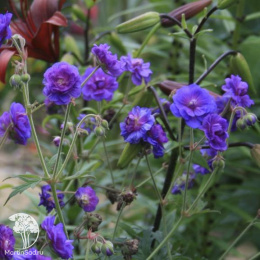 Герань луговая Пленум Виолацеум