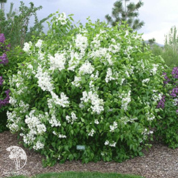 Сирень обыкновенная Маленький Принц