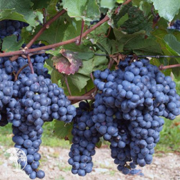 Виноград Изабелла