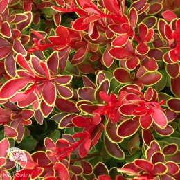 Барбарис тунберга Адмирейшн