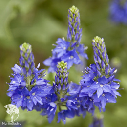 Вероника австрийская Кналблау