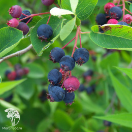 Ирга Ламарка три ствола переплетены в косу