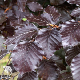 Бук лесной Атропуницеа