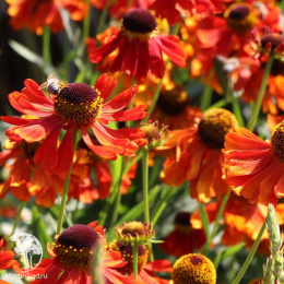 Гелениум гибридный