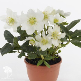 Морозник черный Адвент Стар