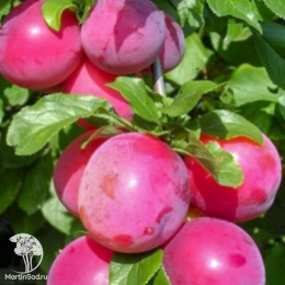 Слива русская (алыча) Кубанская Комета