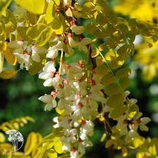 Робиния лжеакация