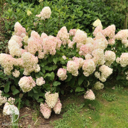 Гортензия метельчатая Сильвер доллар