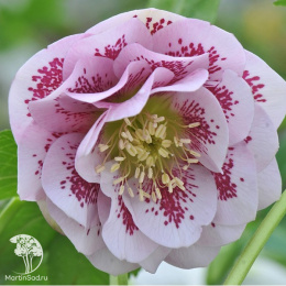 Морозник восточный Дабл Элен Пинк Споттид