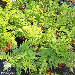 Страусник женский Леди ин Ред