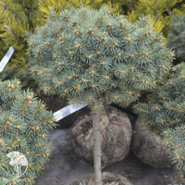 Ель колючая Брунек на штамбе