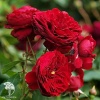 Роза флорибунда Роткепчен фото 1 