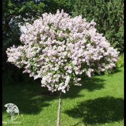 Сирень обыкновенная Красавица Москвы на штамбе