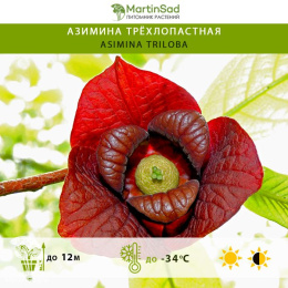 Азимина трёхлопастная