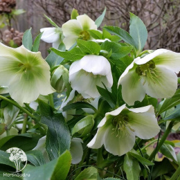 Морозник восточный Вайт Леди