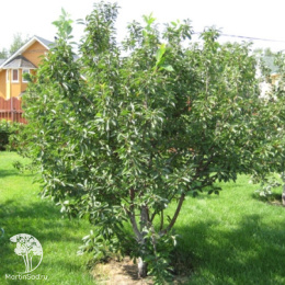 Вишня обыкновенная Шоколадница