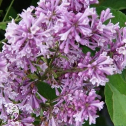 Сирень Мейера Палибин на штамбе