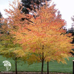 Багрянник японский