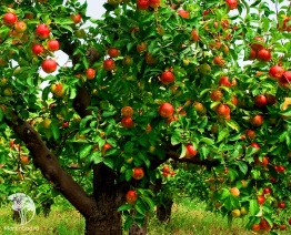 Фото Комбинированный уход за плодовым деревом