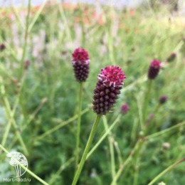 Кровохлебка лекарственная Монинг Селект