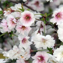 Вишня японская Фебрари Ред