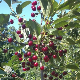 Вишня Молодёжная