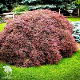 Клён веерный Тамукэяма