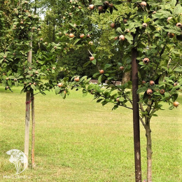 Мишмула германская Голандише Гросфруштиге