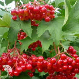 Калина Красный коралл