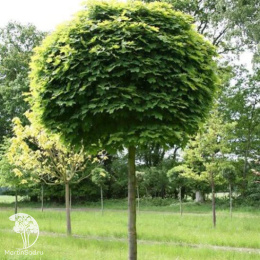 Клён остролистный Глобозум на штамбе