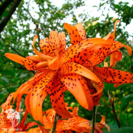 Лилия Флоре Плено