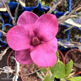 Магнолия суланжа Джени