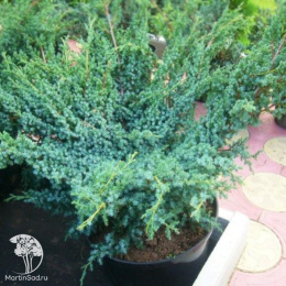 Можжевельник китайский Блю Альпс